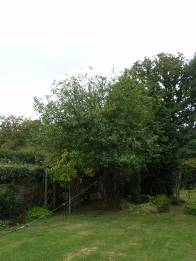 Townscape Tree surgery works